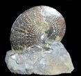 Sphenodiscus Ammonites with Gorgeous Sutures - SD #77849-2